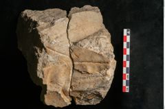 Foto (Detailansicht) von Rhododendron ponticum L. (NHMW-GEO-2024-0188-11346)